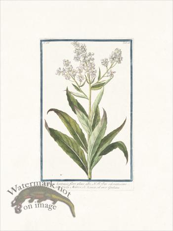 Bonelli 328 White Sweet Rocket